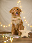 Hovawart in christmas decoration
