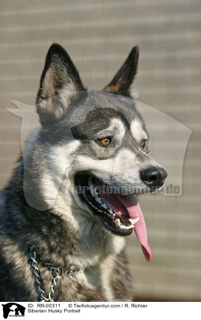 Siberian Husky Portrait / RR-00311