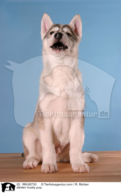 sibirien husky pup / RR-06730