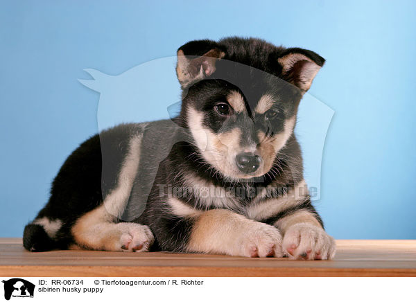 sibirien husky puppy / RR-06734