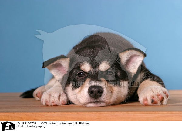 sibirien husky puppy / RR-06738