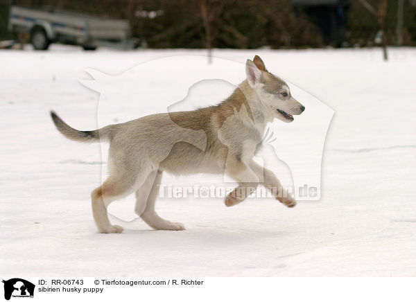 sibirien husky puppy / RR-06743