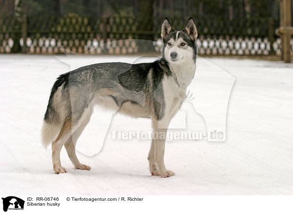 Sibirien Husky / Siberian husky / RR-06746