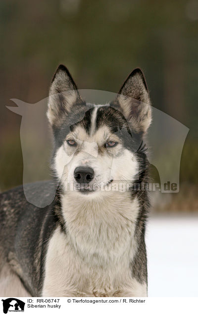 Siberian husky / RR-06747
