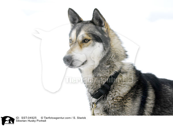 Siberian Husky Portrait / SST-04925