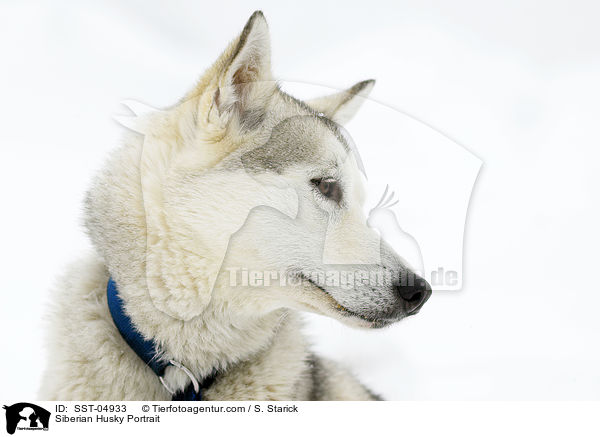 Siberian Husky Portrait / Siberian Husky Portrait / SST-04933