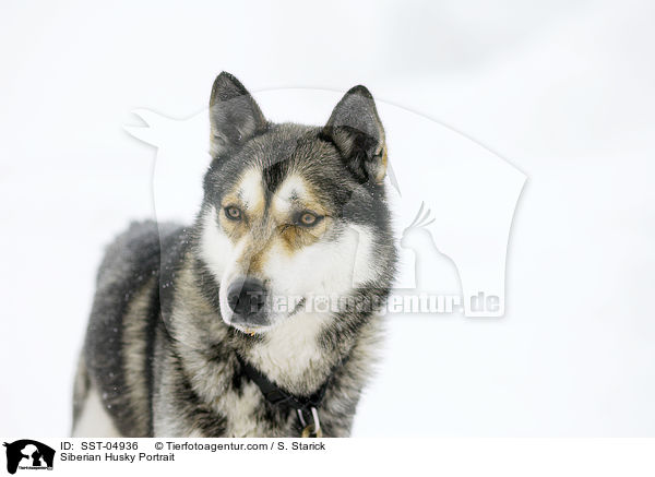 Siberian Husky Portrait / SST-04936