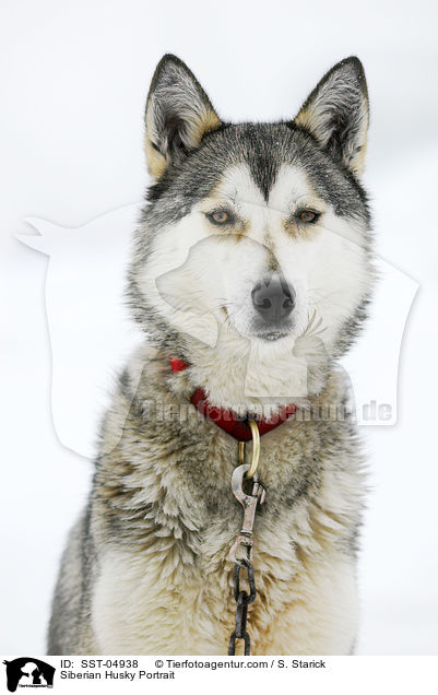 Siberian Husky Portrait / SST-04938