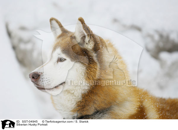 Siberian Husky Portrait / SST-04945