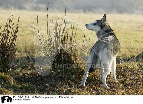 Siberian Husky / Siberian Husky / BS-01515