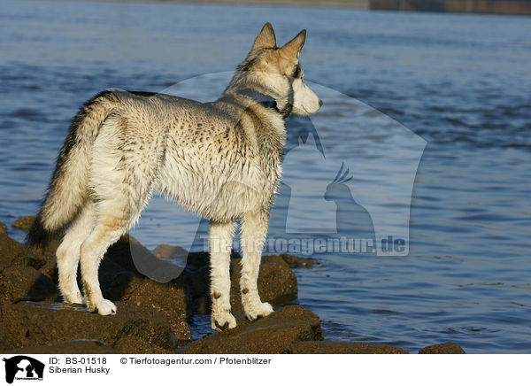 Siberian Husky / BS-01518
