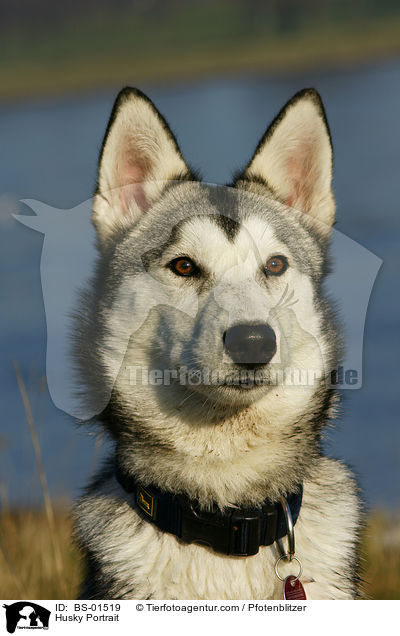 Husky Portrait / BS-01519