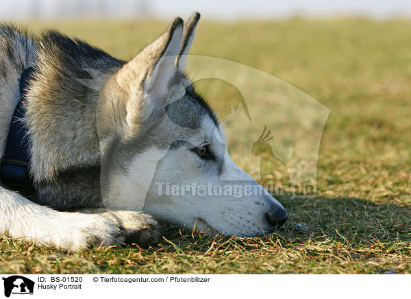Husky Portrait / BS-01520