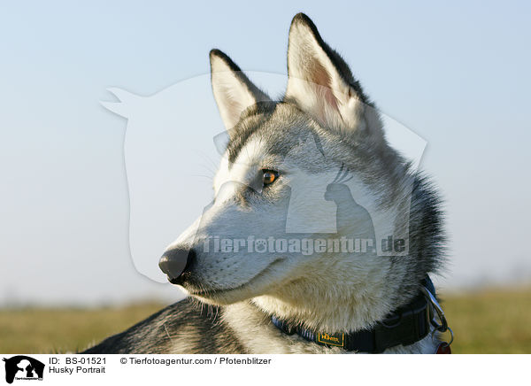 Husky Portrait / BS-01521