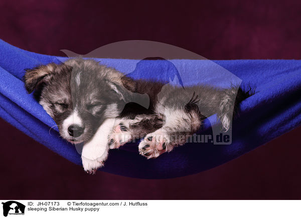 schlafender Sibirien Husky Welpe / sleeping Siberian Husky puppy / JH-07173