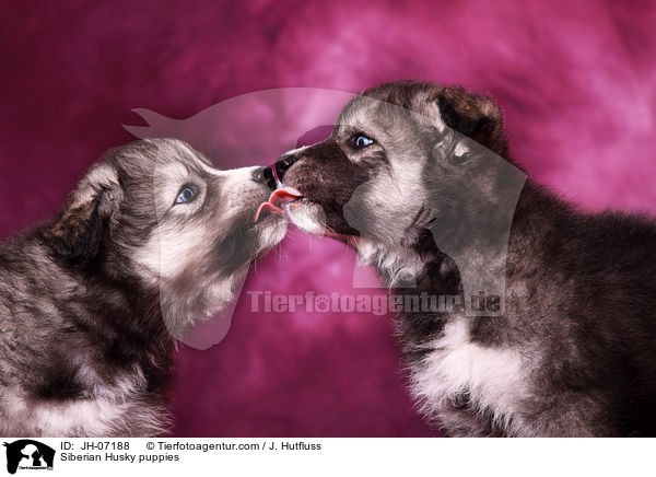Siberian Husky puppies / JH-07188