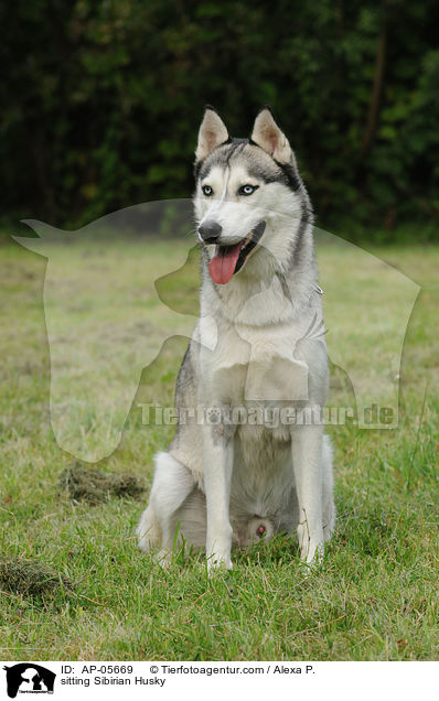 sitting Sibirian Husky / AP-05669