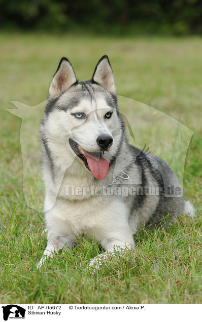 Sibirien Husky / Sibirian Husky / AP-05672