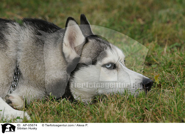 Sibirien Husky / Sibirian Husky / AP-05674