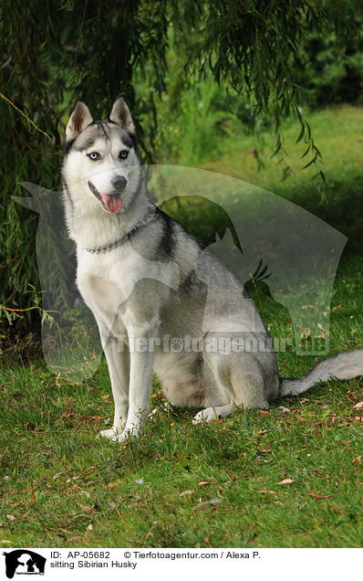 sitting Sibirian Husky / AP-05682