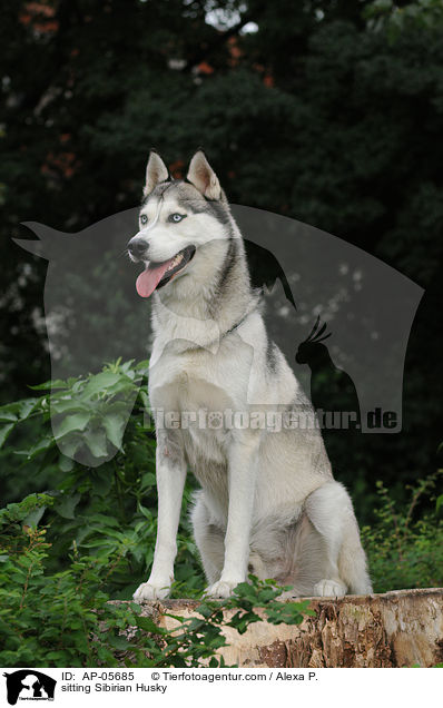 sitting Sibirian Husky / AP-05685