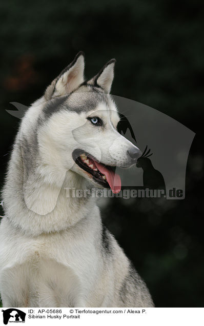 Sibirian Husky Portrait / AP-05686