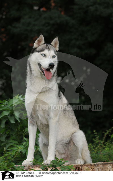 sitting Sibirian Husky / AP-05687