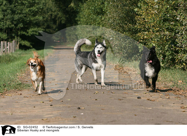 Siberian Husky and mongrels / SG-02452