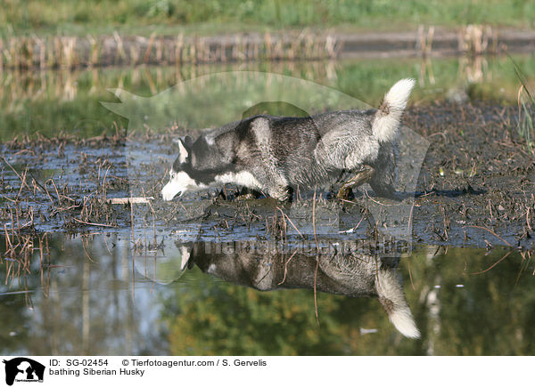 bathing Siberian Husky / SG-02454