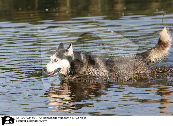 bathing Siberian Husky / SG-02459
