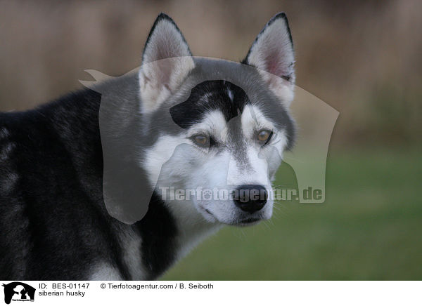 siberian husky / BES-01147