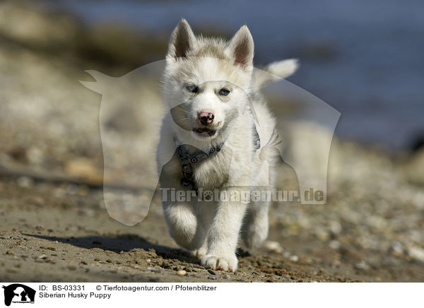 Sibirien Husky Welpe / Siberian Husky Puppy / BS-03331