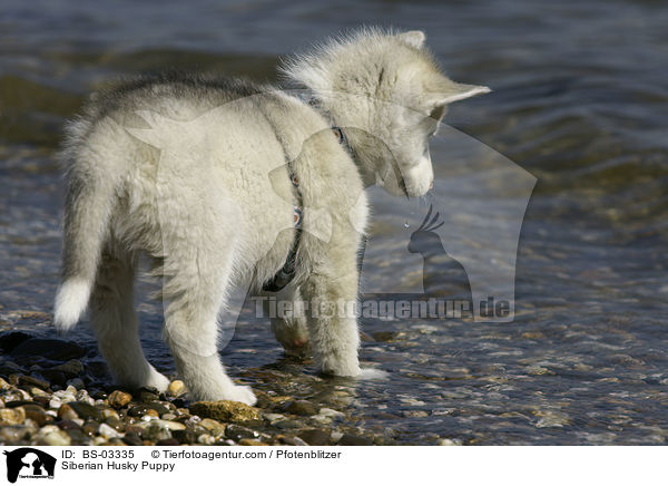 Siberian Husky Puppy / BS-03335