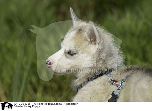 Siberian Husky Puppy / BS-03336