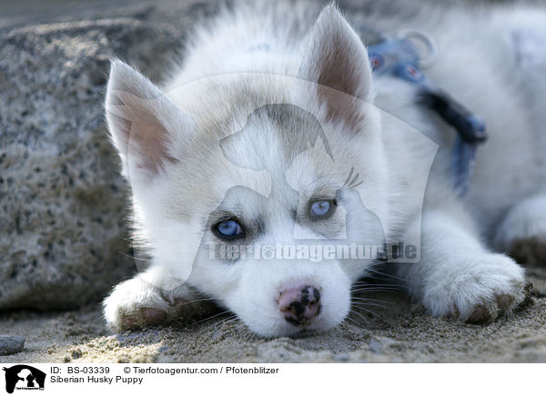 Siberian Husky Puppy / BS-03339