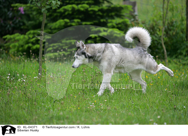 Siberian Husky / KL-04371