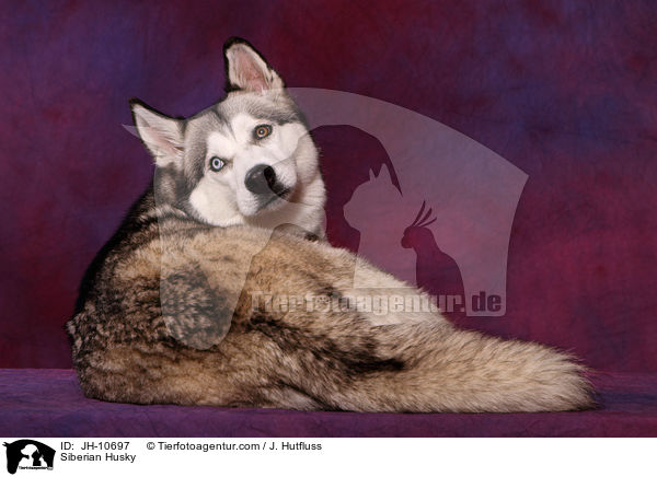 Sibirien Husky / Siberian Husky / JH-10697