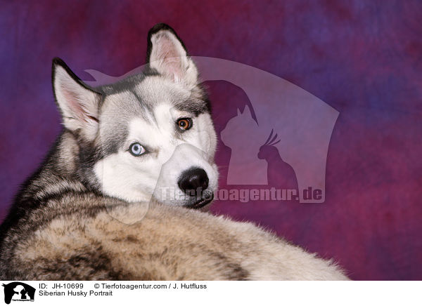 Sibirien Husky Portrait / Siberian Husky Portrait / JH-10699