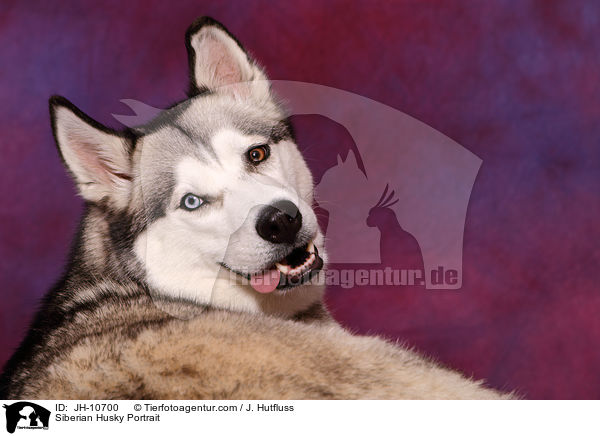 Sibirien Husky Portrait / Siberian Husky Portrait / JH-10700