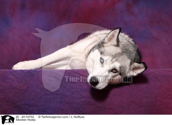 Sibirien Husky / Siberian Husky / JH-10702
