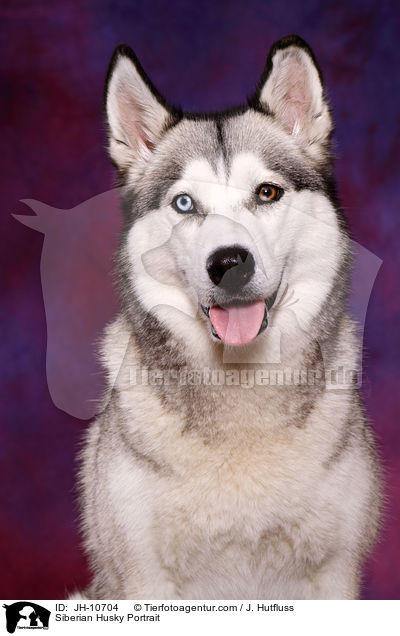 Sibirien Husky Portrait / Siberian Husky Portrait / JH-10704
