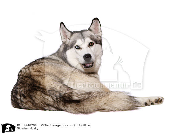 Sibirien Husky / Siberian Husky / JH-10708