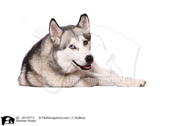 Siberian Husky / JH-10711