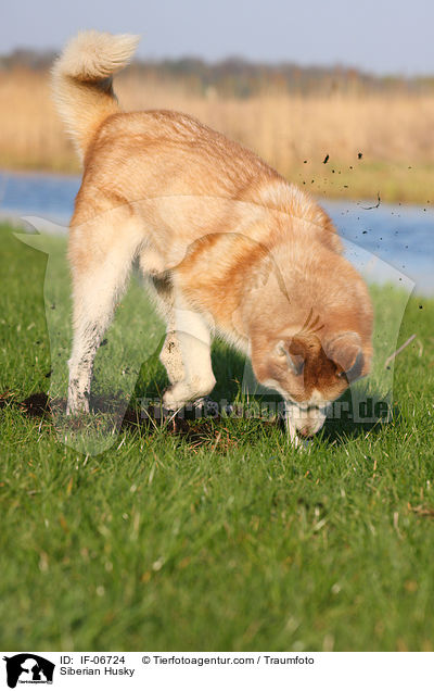 Siberian Husky / Siberian Husky / IF-06724