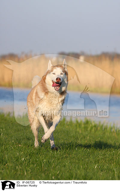 Siberian Husky / Siberian Husky / IF-06725