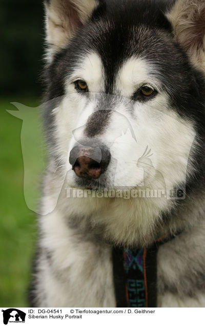 Siberian Husky Portrait / DG-04541