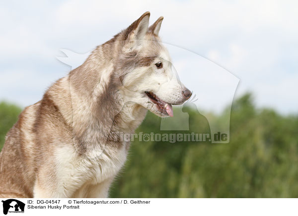 Siberian Husky Portrait / DG-04547
