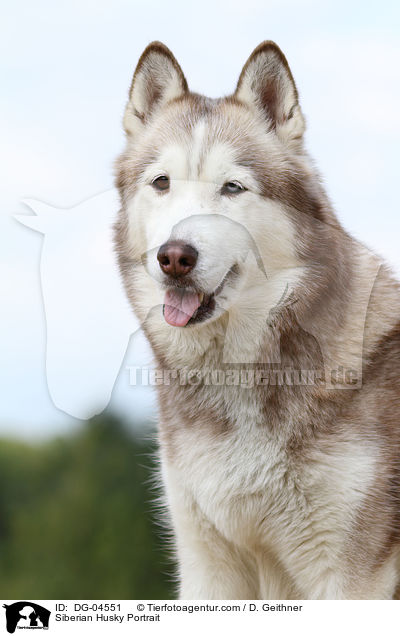 Siberian Husky Portrait / DG-04551