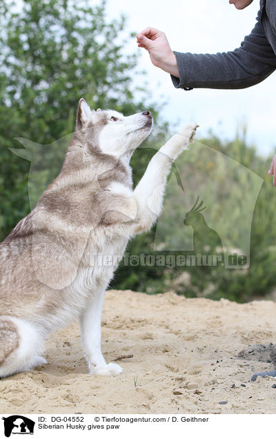 Siberian Husky gives paw / DG-04552