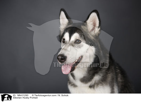 Siberian Husky Portrait / NN-01290